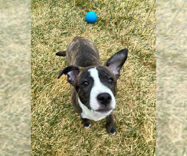 Medium Photo #10 Mutt Puppy For Sale in Plainfield, IL, USA