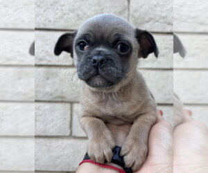 Rocket - Male Pug-Unknown Mix Dog for Adoption - Photo #6