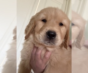 Golden Retriever Puppy for sale in PORTALES, NM, USA