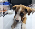 Small #5 American Pit Bull Terrier Mix