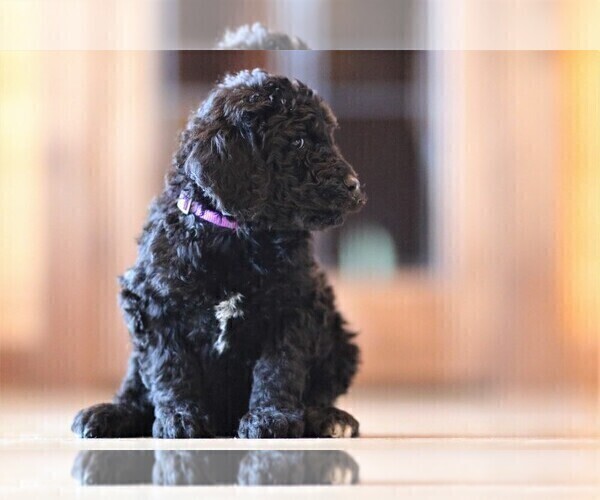 Medium Photo #4 Poodle (Standard) Puppy For Sale in STANLEY, VA, USA