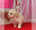 Small Photo #26 Poodle (Toy) Puppy For Sale in CHANUTE, KS, USA