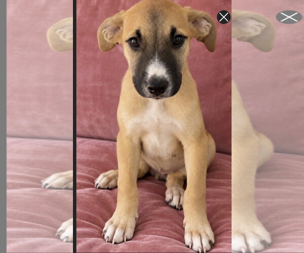 Medium Photo #2 American Staffordshire Terrier-Boxer Mix Puppy For Sale in Southbury, CT, USA