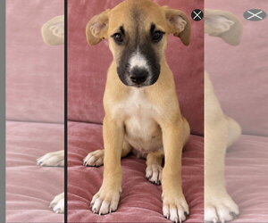 Hoot Boo - Female American Staffordshire Terrier-Boxer Mix Dog for Adoption - Photo #2
