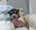 Puppy Stella Ausky