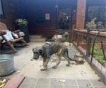 Small #5 Irish Wolfhound