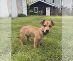Small #1 Beagle Mix