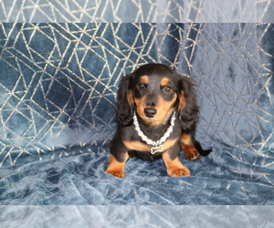 Dachshund Puppy for sale in GEPP, AR, USA