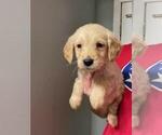 Small Photo #1 Golden Retriever Puppy For Sale in SPARTA, TN, USA
