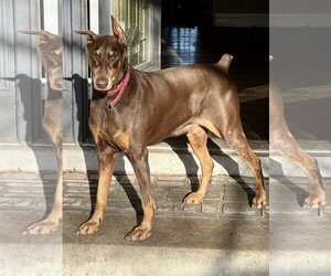 Doberman Pinscher Dogs for adoption in hinckley, IL, USA