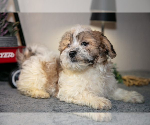 Medium Photo #2 Zuchon Puppy For Sale in SHILOH, OH, USA