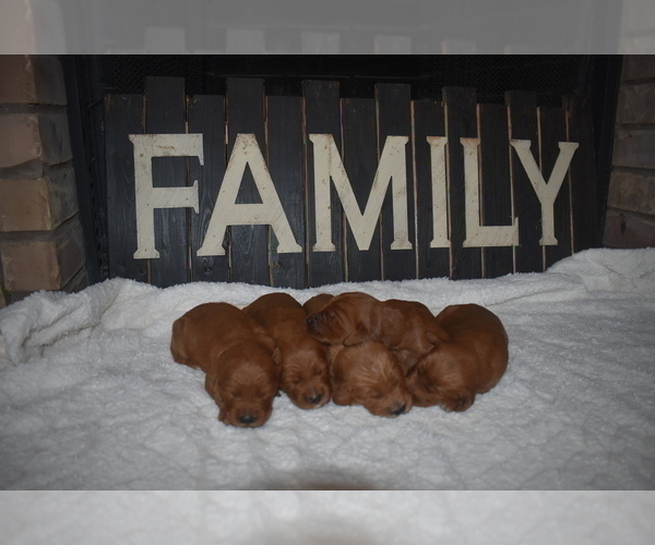 Medium Photo #12 Goldendoodle Puppy For Sale in AZLE, TX, USA