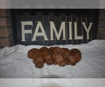 Small Photo #12 Goldendoodle Puppy For Sale in AZLE, TX, USA