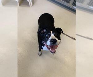 American Pit Bull Terrier-Unknown Mix Dogs for adoption in Santa Cruz, CA, USA