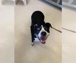 Small Photo #3  Puppy For Sale in , 