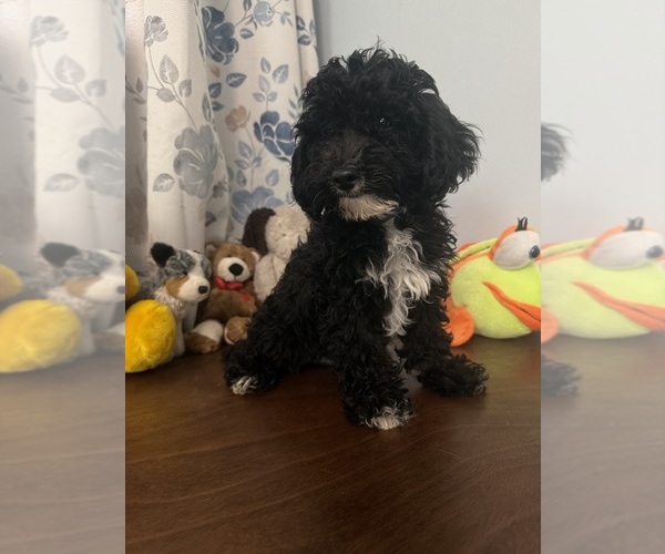 Medium Photo #30 Bichpoo Puppy For Sale in DURHAM, CT, USA
