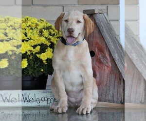 Labrador Retriever Puppy for sale in FREDERICKSBG, OH, USA