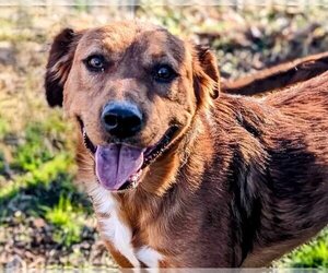 Golden Retriever-Unknown Mix Dogs for adoption in Anniston, AL, USA