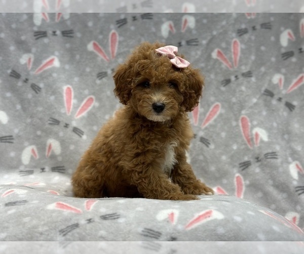 Medium Photo #1 Goldendoodle (Miniature) Puppy For Sale in LAKELAND, FL, USA