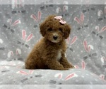 Small Photo #1 Goldendoodle (Miniature) Puppy For Sale in LAKELAND, FL, USA