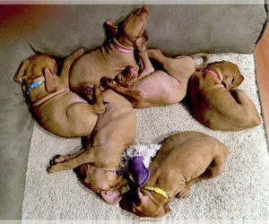Vizsla Puppy for sale in AUBURN, CA, USA