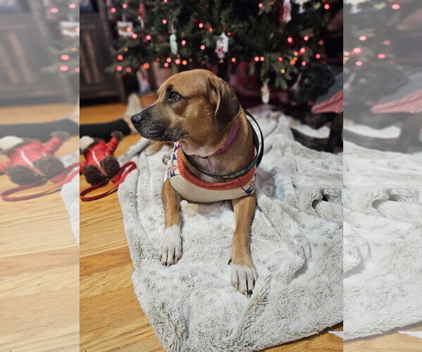 Medium Photo #4 Boxer-Unknown Mix Puppy For Sale in Brooklyn Center, MN, USA
