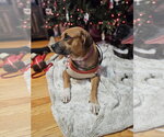 Small #3 Boxer Mix