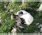 Small Photo #1 Great Pyrenees Puppy For Sale in CORNVILLE, AZ, USA