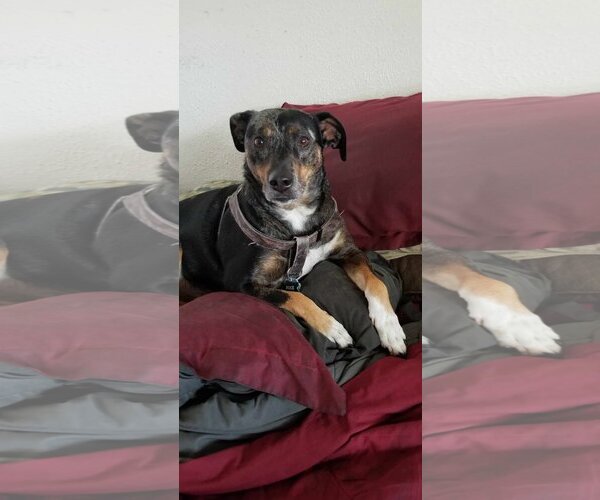 Medium Photo #1 Catahoula Leopard Dog Puppy For Sale in COLUMBIA, MD, USA