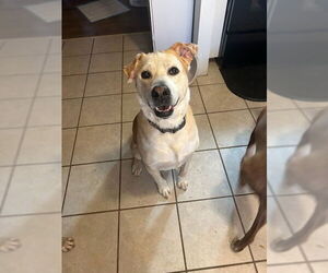 Labrador Retriever-Unknown Mix Dogs for adoption in Calhoun, GA, USA