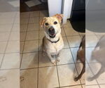 Small Labrador Retriever Mix