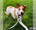 Small Photo #5 Jack Russell Terrier-Unknown Mix Puppy For Sale in Washington, DC, USA