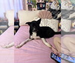 Small #1 Border Collie Mix
