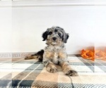 Small #2 Bernedoodle (Miniature)