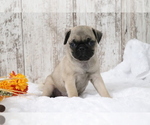 Small Pug