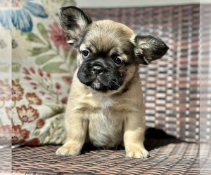 French Bulldog Puppy for sale in NEWTON, NJ, USA