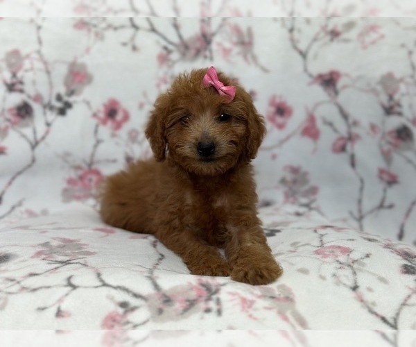 Medium Photo #1 Goldendoodle (Miniature) Puppy For Sale in LAKELAND, FL, USA