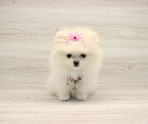 Pomeranian Puppy for Sale in LAS VEGAS, Nevada USA