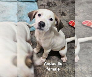 Mutt Dogs for adoption in Evansville, IN, USA