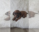 Small Photo #7 Dachshund Puppy For Sale in MYRTLE BEACH, SC, USA