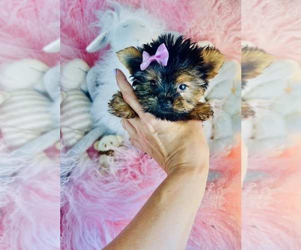 Medium Photo #4 Yorkshire Terrier Puppy For Sale in ORLANDO, FL, USA