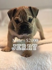 Bulldog Puppy for sale in LINDSAY, CA, USA