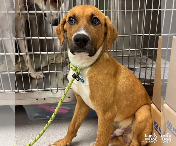 Medium Photo #1 Labrador Retriever-Retriever  Mix Puppy For Sale in Washington, DC, USA