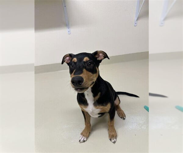 Medium Photo #1 Doberman Pinscher Puppy For Sale in Fremont, CA, USA