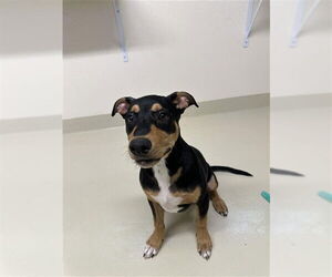 Doberman Pinscher Dogs for adoption in Fremont, CA, USA