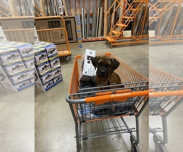 Medium Photo #3 Cane Corso Puppy For Sale in OAK PARK, IL, USA