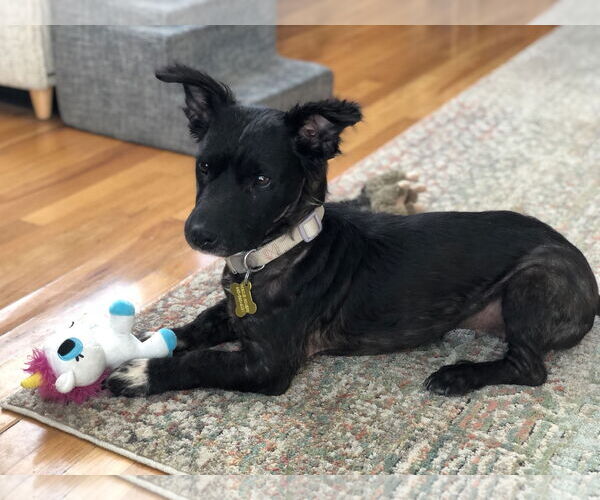 Medium Photo #9 Colonial Cocker Spaniel-Unknown Mix Puppy For Sale in Sandy, UT, USA