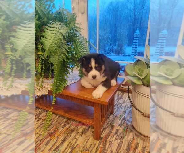 Medium Photo #4 Siberian Husky Puppy For Sale in AUBURN, NY, USA