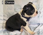Small #3 Boston Terrier