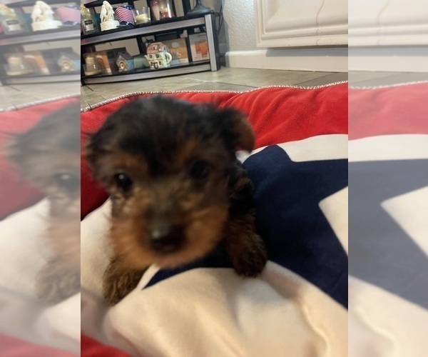 Medium Photo #22 Yorkshire Terrier Puppy For Sale in RANCHO CORDOVA, CA, USA